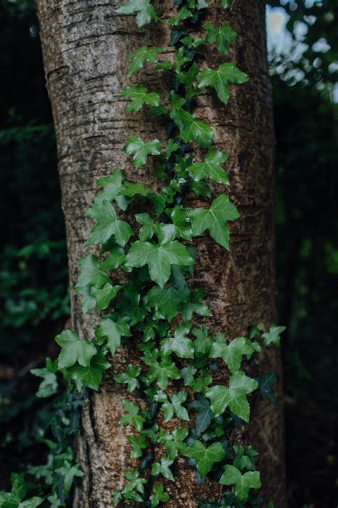 Ivy .